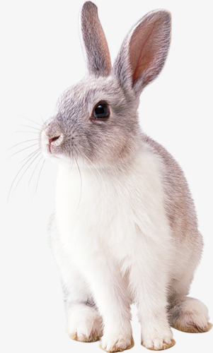 棕白色的小兔子