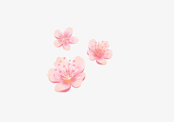 粉色樱花黛粉的花瓣春天的樱花海