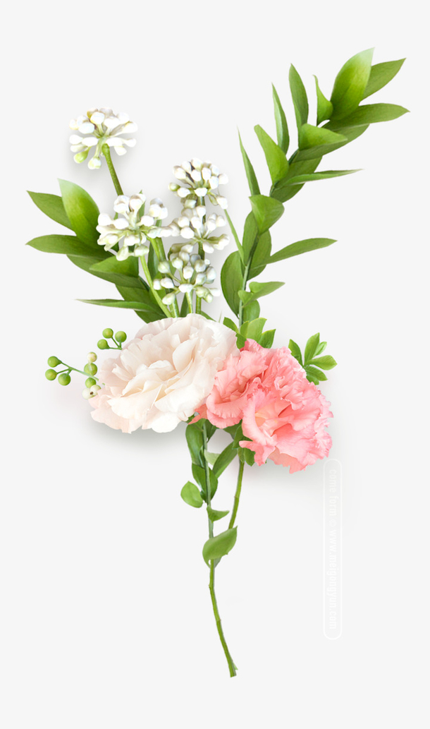 粉白色系列鲜花