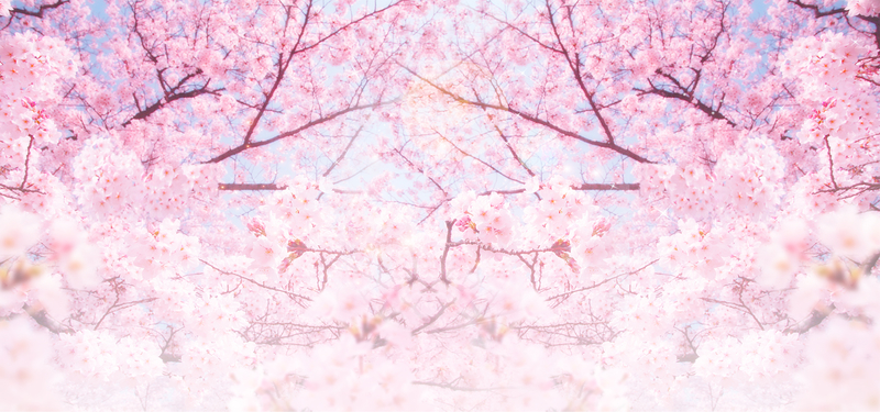 粉色浪漫樱花节旅游背景