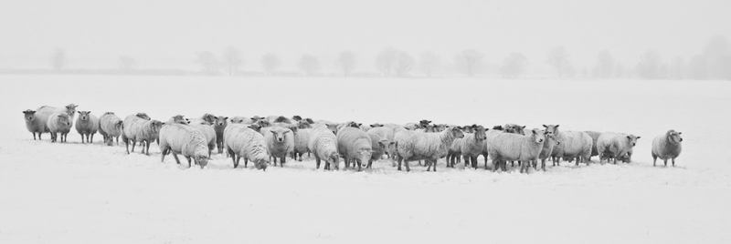 羊  雪地  冬天 绵羊 羊群
