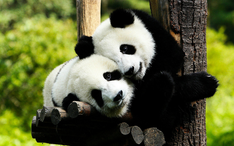 高清图素大熊猫