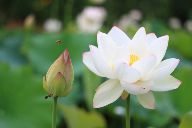 荷花池背景高清JPG，扁平简约设计素材，免费下载