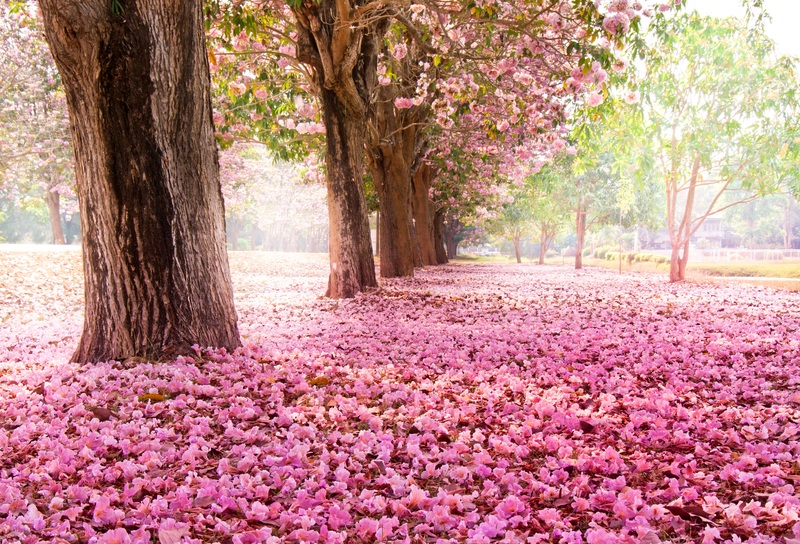 高清粉红樱花海报背景，浪漫文艺清新JPG素材下载