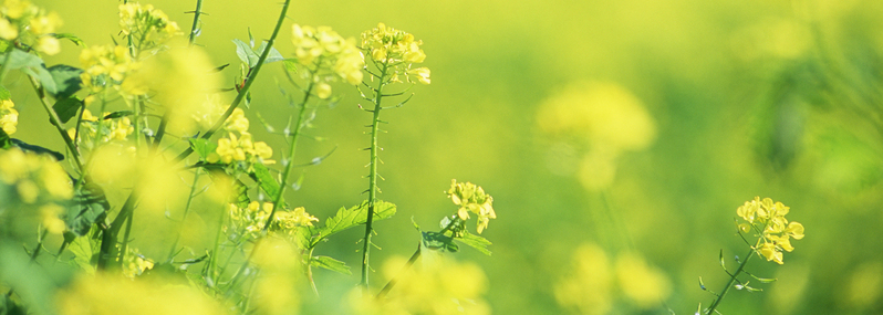 农业花草油菜花海朦胧背景图，唯美高清JPG/PSD素材下载