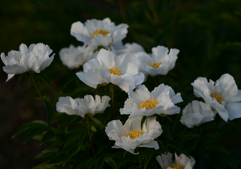 白色的芍药花