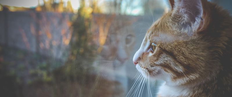 清新文艺猫咪背景JPG，高清图片设计素材免费下载