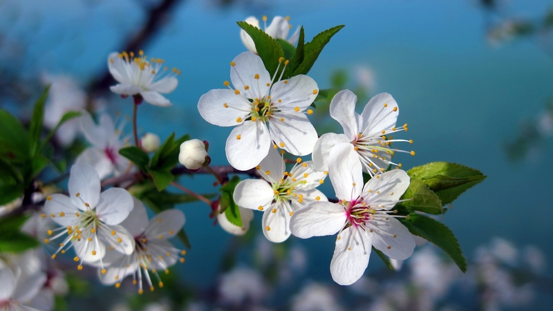 白色樱桃花绽放，春天