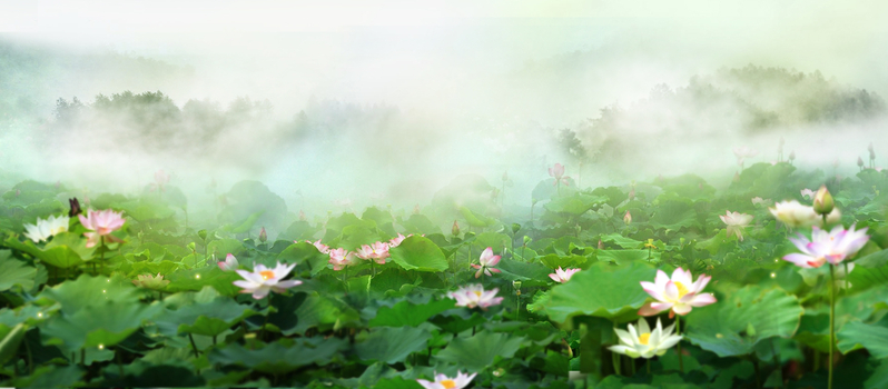 立夏文艺小清新荷花背景