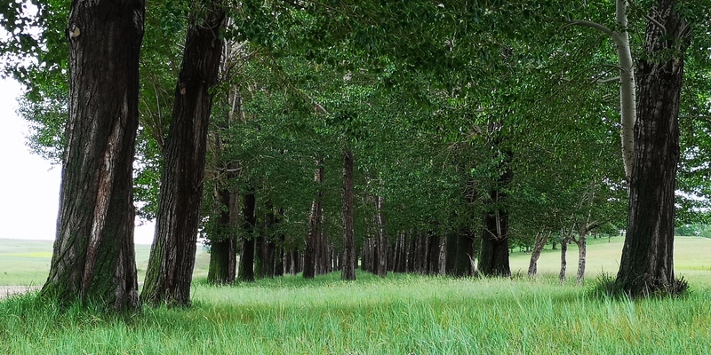 森林绿意、草原风光，高清JPG摄影大赏，绿植风景图片素材下载