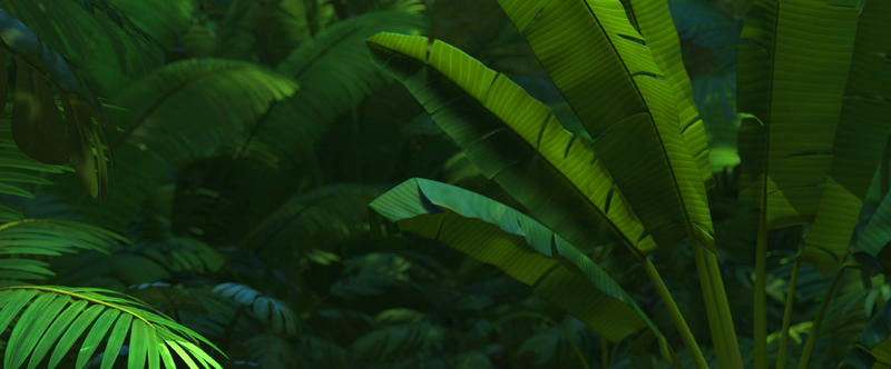 热带树林叶子背景图
