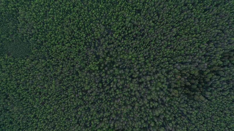 俯视深林绿色图