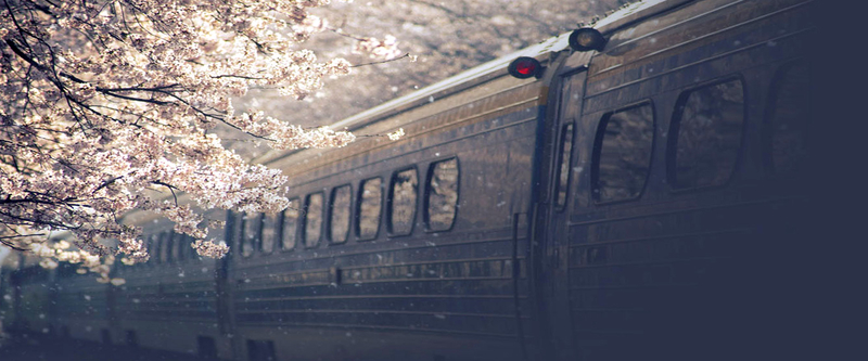 樱花下废旧的火车