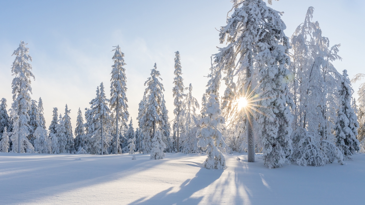 冬季 雪地 树 太阳 厚厚的雪景4k风景壁纸
