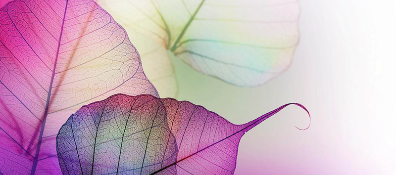 紫色叶子简约纹理质感图
