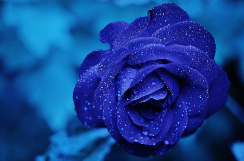 精美蓝玫瑰背景