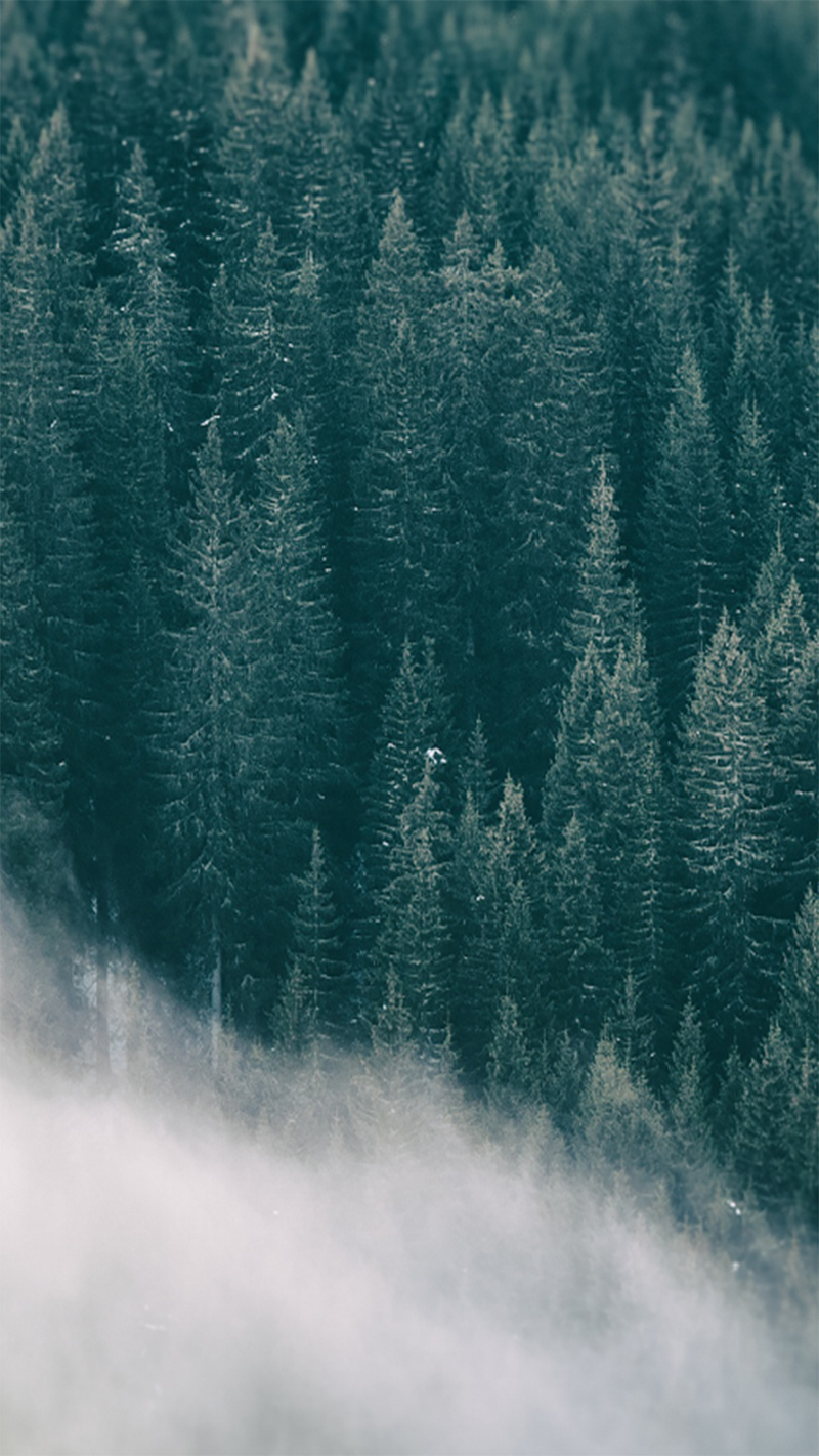 迷雾缭绕森林美景，高清JPG背景素材，一键下载风景设计资源