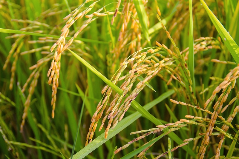 绿色成熟水稻