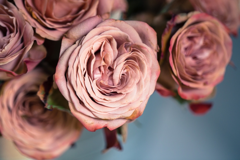 高清粉色玫瑰图片