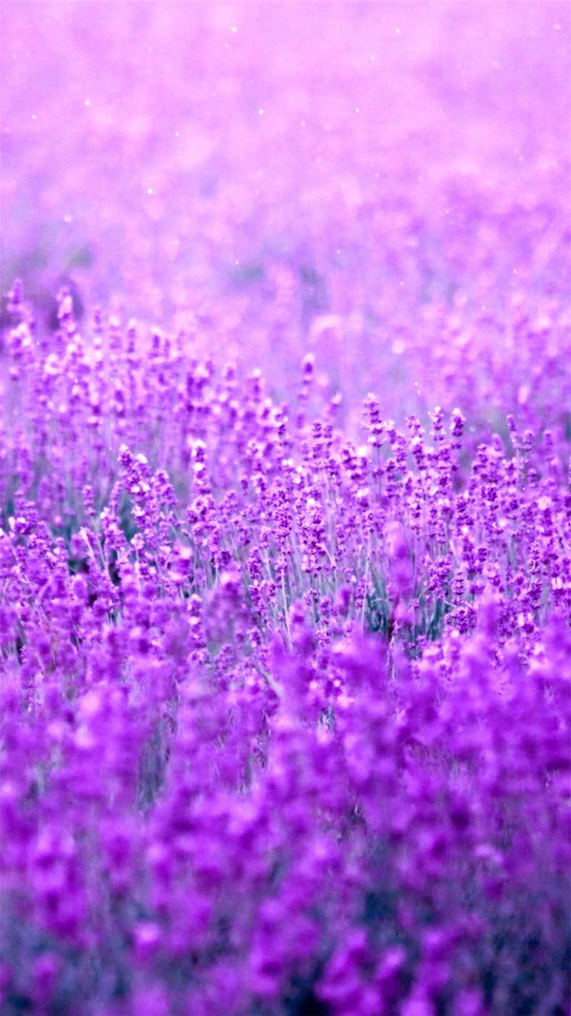 紫色风景图片大全唯美图片