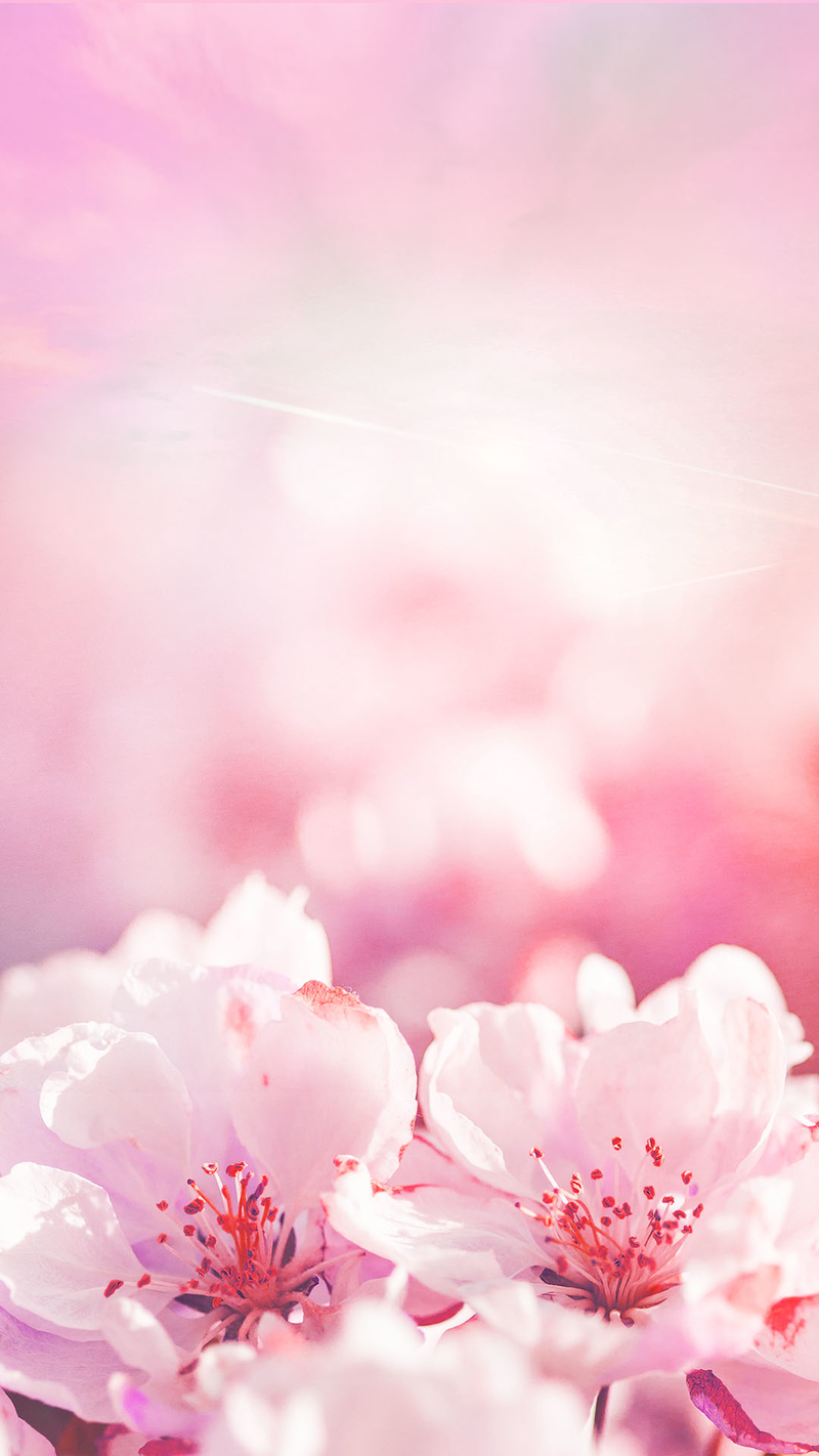 粉色桃花花朵背景