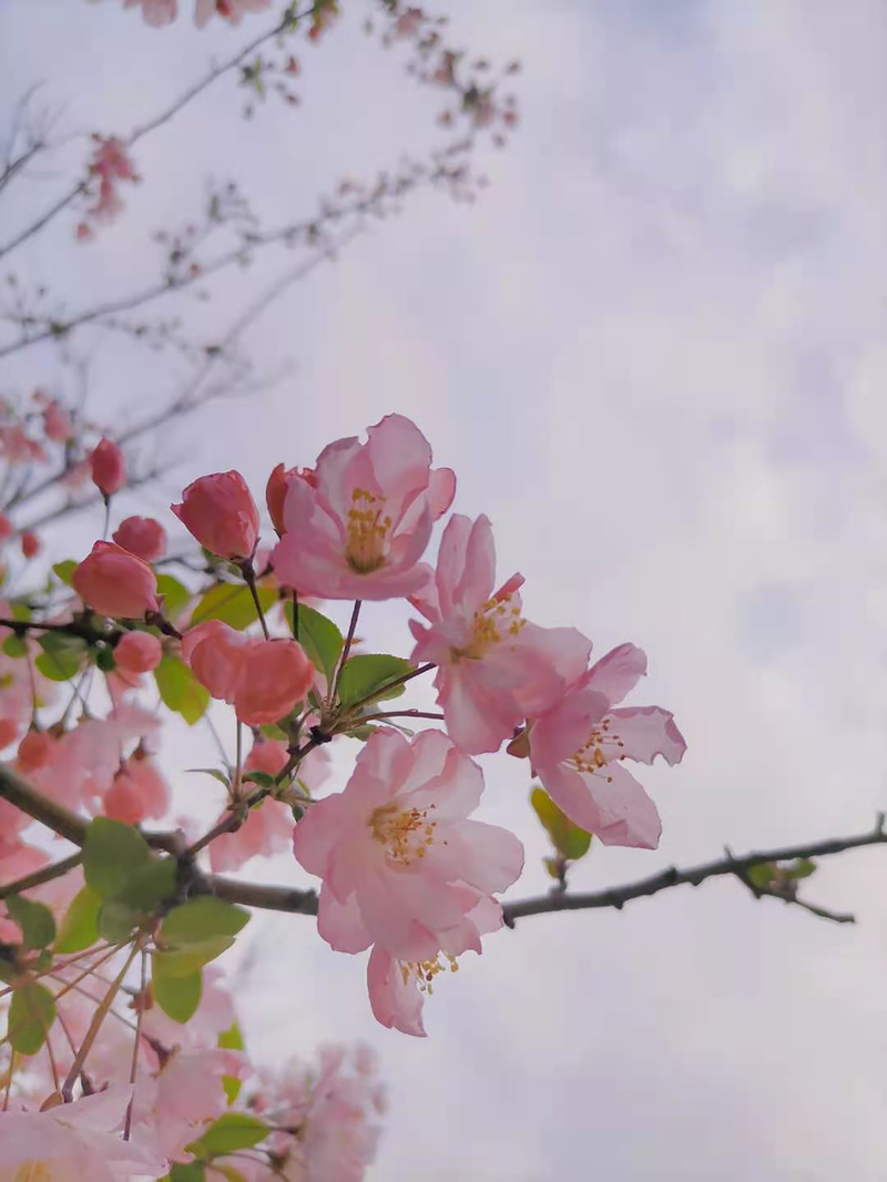 春天唯美花卉背景