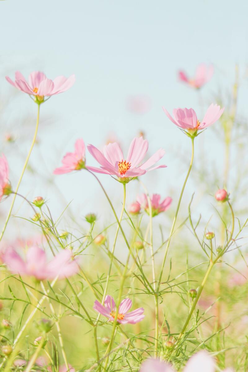 唯美小花朵高清大图