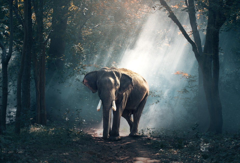 森林里的大象