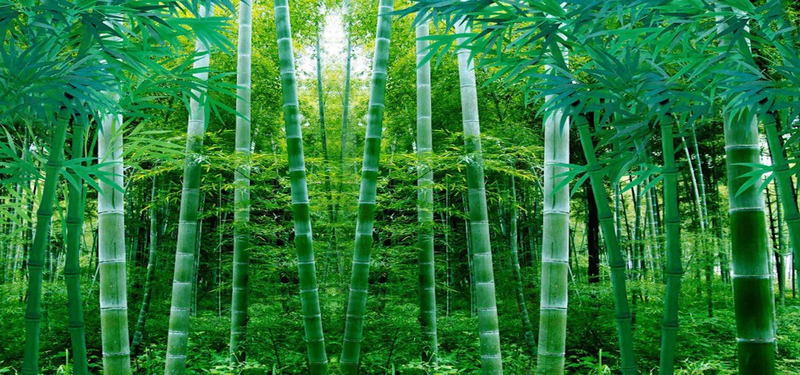 竹子美景图