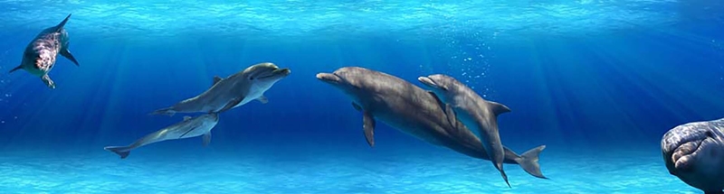 在海底畅游的海豚动物高清图片