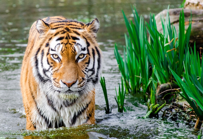 水中行走的老虎