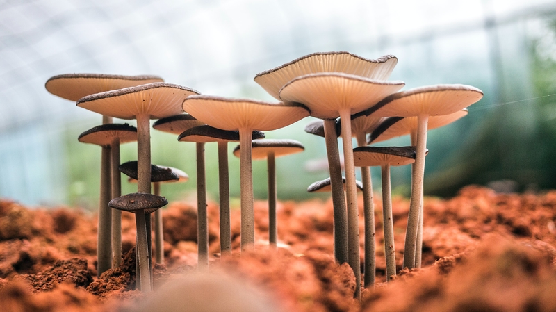 微视觉蘑菇背景