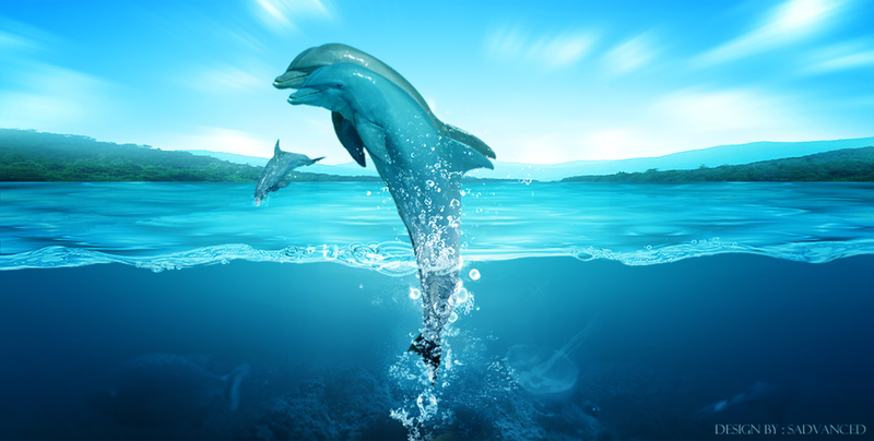 海豚在蓝色透明的海面跳跃图片
