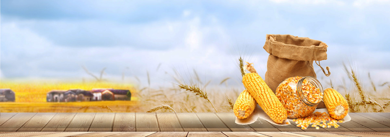 517农作物玉米丰收景色背景