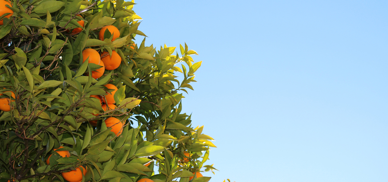橘子树蓝天风景背景