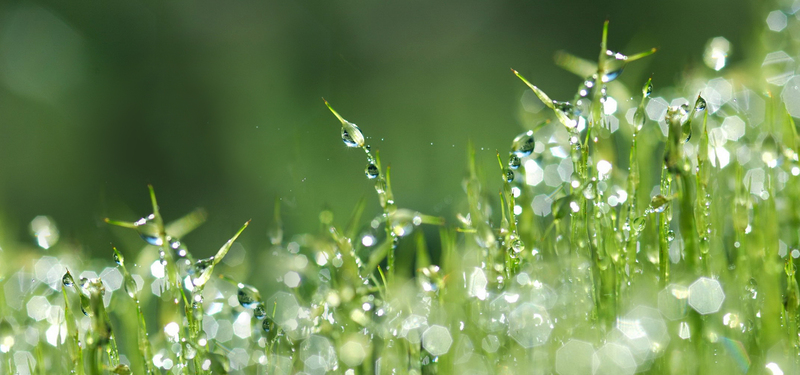 植物小草露水水珠背景圖片