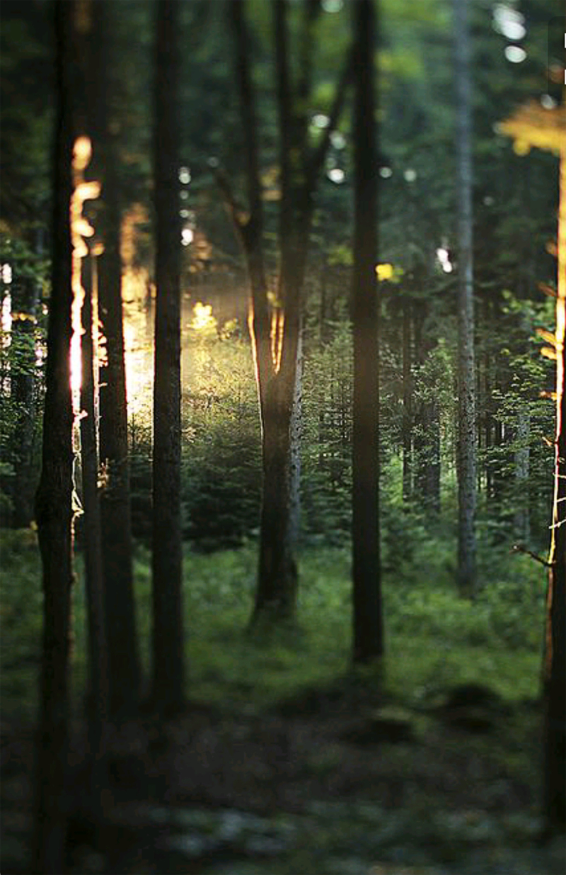 阳光沐浴森林背景图