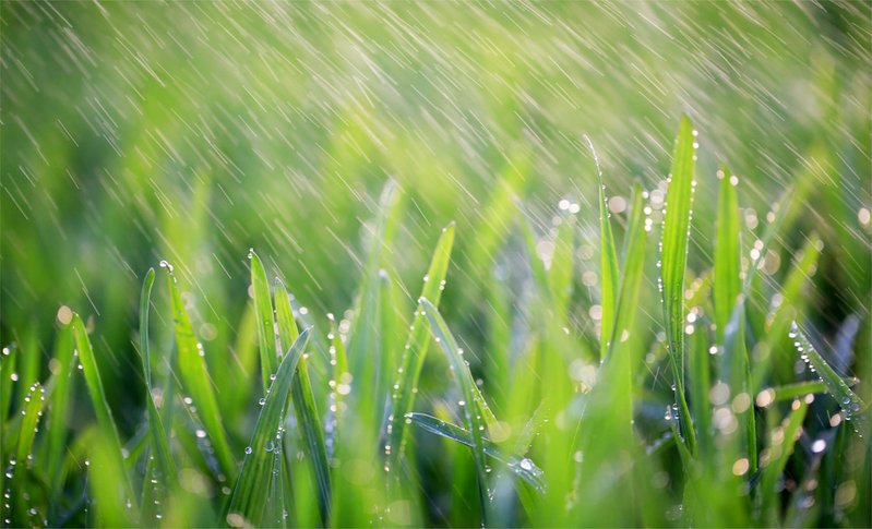 高清JPG，雨中绿叶葱翠生机，绝美风景图片素材下载