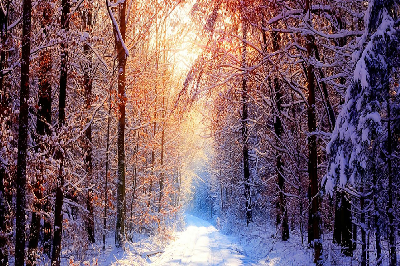一缕温暖的阳光穿过冬日森林背景图