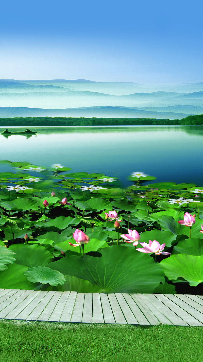 鱼塘荷花池风景图图片