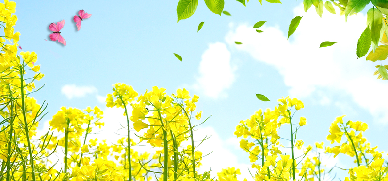 油菜花近景蝴蝶树叶春自然风光banner