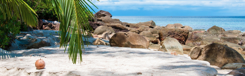 海边沙滩岩石树木掉落的椰子