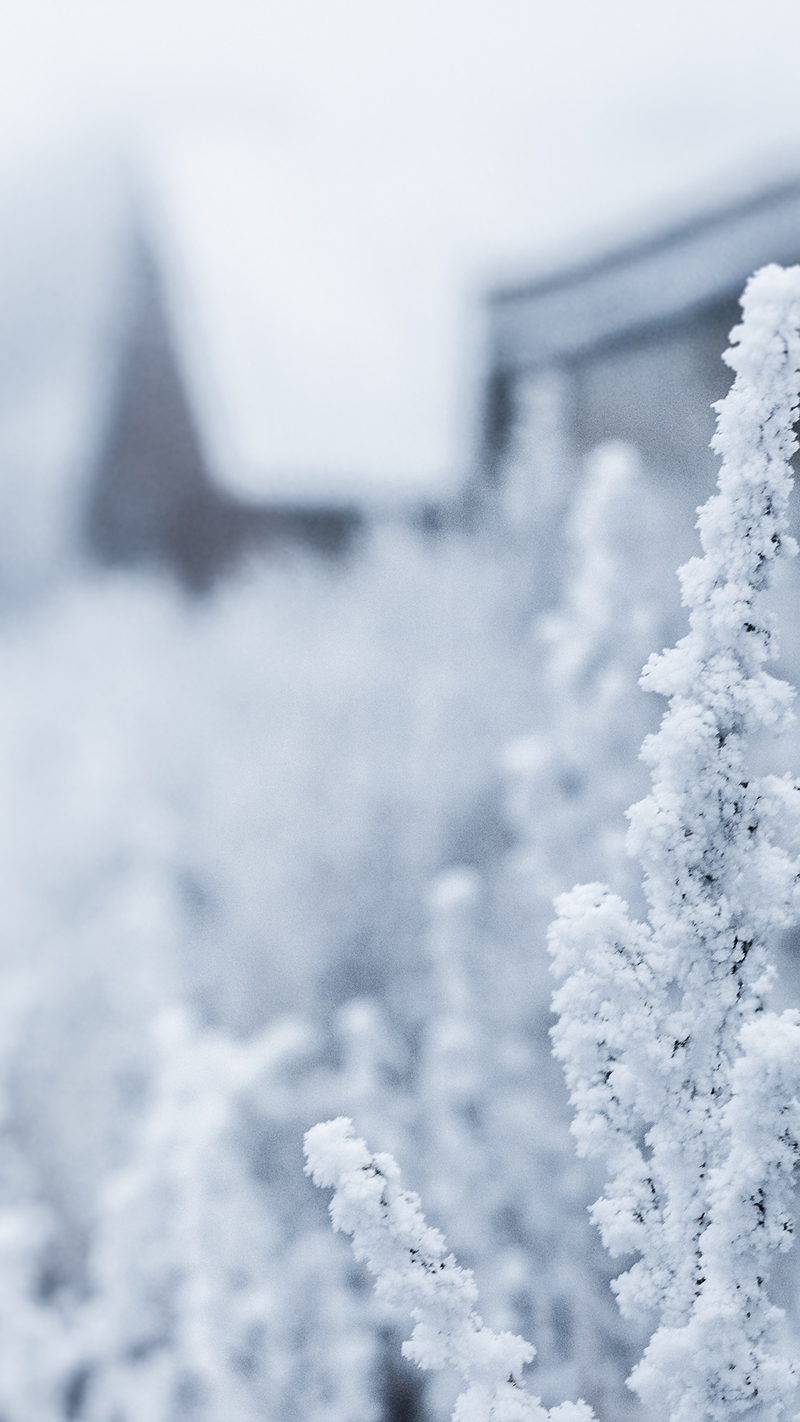 冬至雪景雪花高清摄影，简约背景JPG图片素材下载