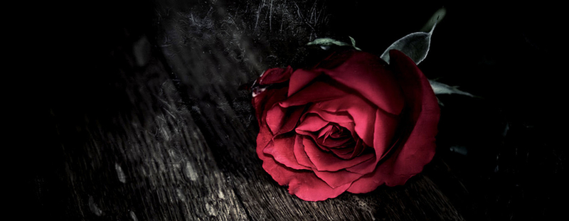 红色玫瑰背景图