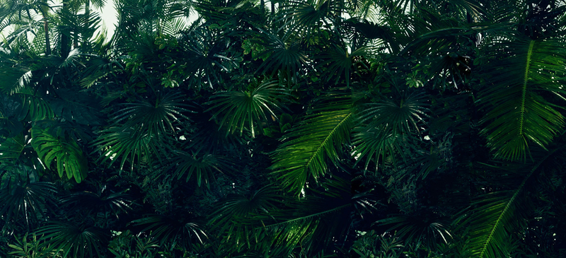 淘宝背景图 热带植物
