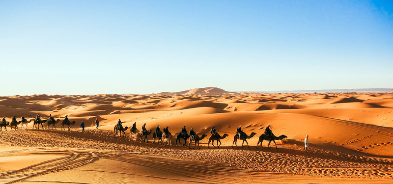 沙漠骆驼蓝天背景图