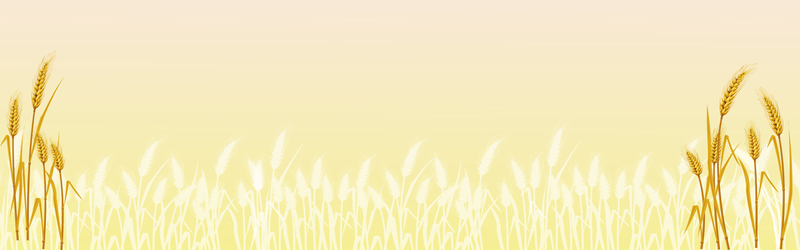 丰收的小麦背景
