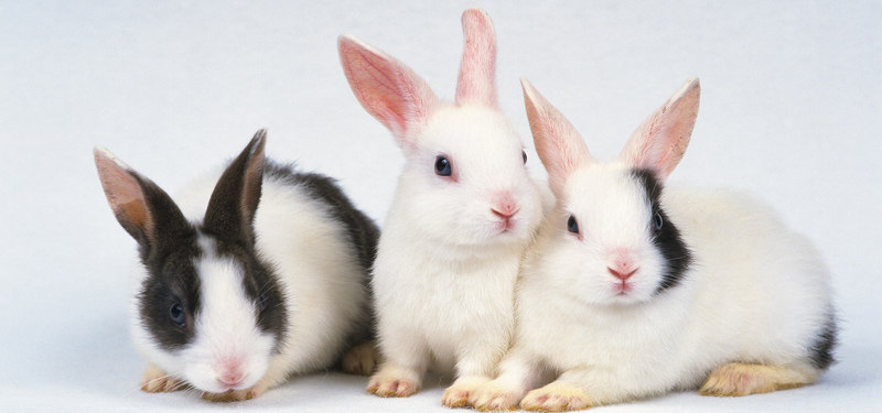 三只小兔子背景图