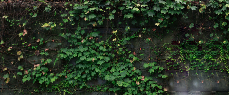 绿色清新花藤叶藤藤蔓墙壁背景