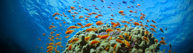 海底世界炫彩拍摄高清壁纸